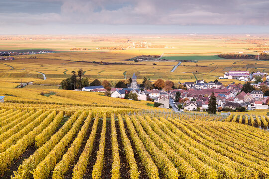 Autumn vineyards, Oger, Champagne Ardenne, France