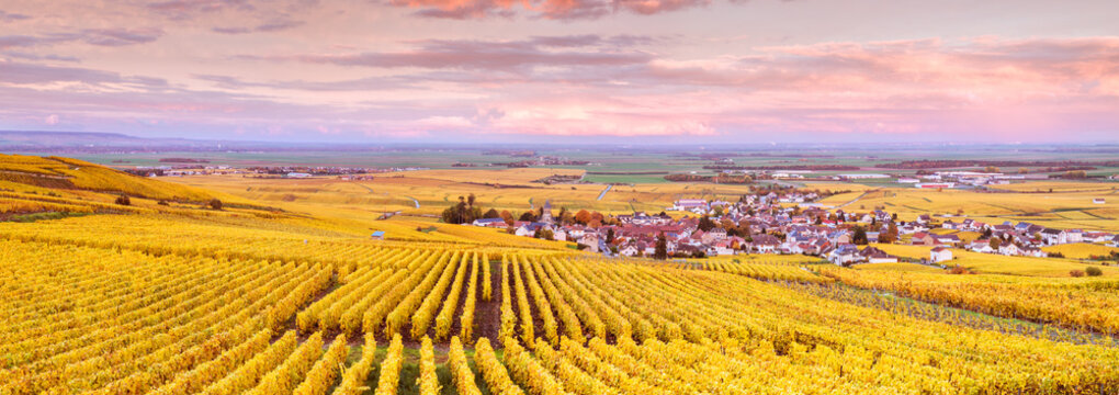 Sunset over the vineyards of Oger, Champagne Ardenne, France