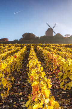 Windmill and vineyards, Verzenay, Champagne Ardenne, France