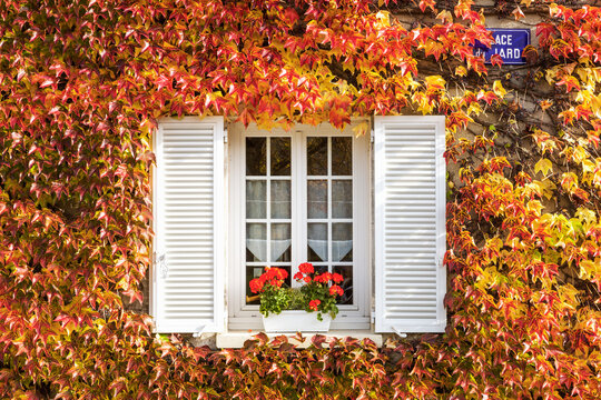 Typical window surrounded by vine in autumn, Champagne, France