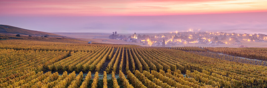 Misty sunrise over vineyards in autumn, Oger, Champagne, France