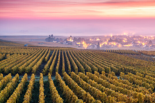 Misty sunrise over vineyards in autumn, Oger, Champagne, France