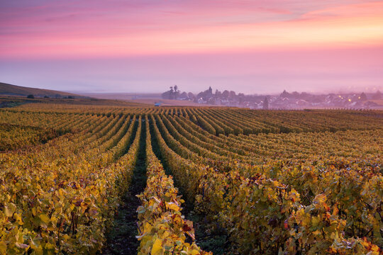 Misty sunrise over vineyards in autumn, Oger, Champagne, France