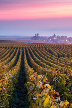 Misty sunrise over vineyards in autumn, Oger, Champagne, France