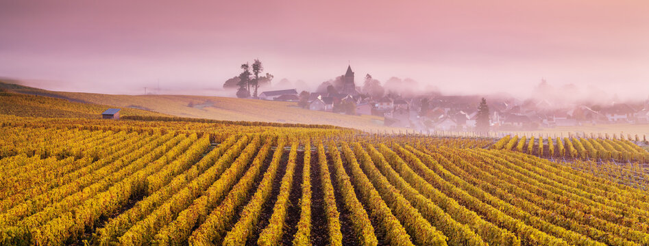 Misty sunrise over vineyards in autumn, Oger, Champagne, France