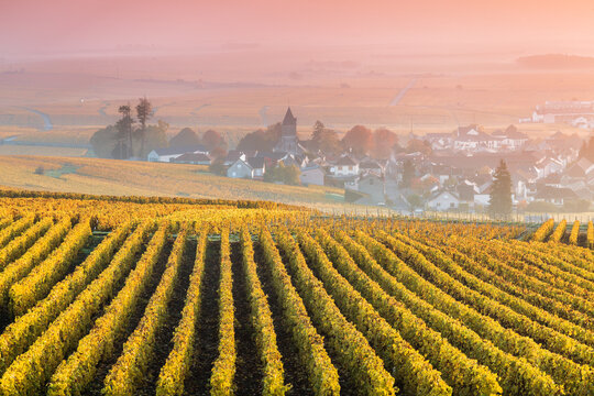 Yellow vineyards in autumn with mist at sunrise, Oger, Champagne, France