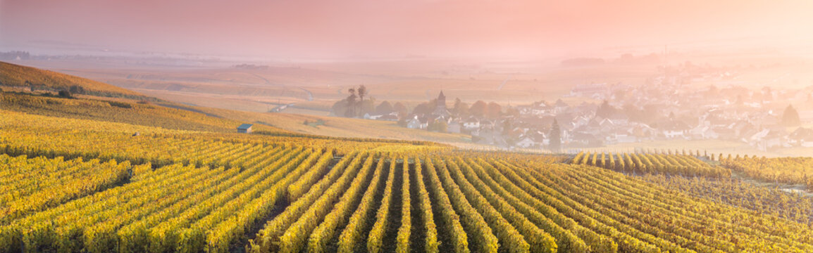 Yellow vineyards in autumn with mist at sunrise, Oger, Champagne, France