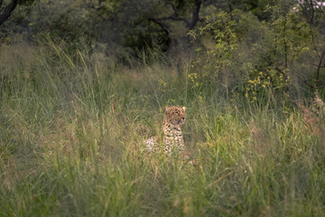 Cheetah