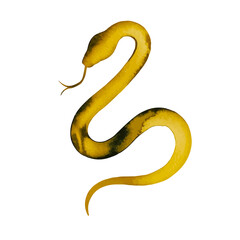 Obraz premium watercolor Golden Snake Pattern, 2025 Year of the Snake Decoration, 12 Zodiac Signs of the Snake, Chinese Year of the Snake, New Year, Lunar New Year