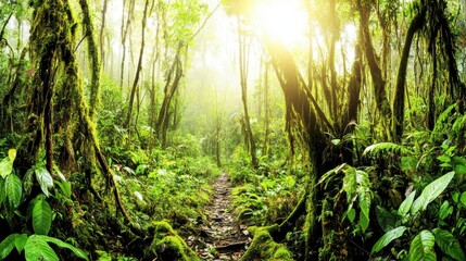 Sunlit Path Through Lush Green Rainforest: A Breathtaking Tropical Forest Scene