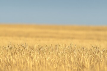 Obraz premium Golden wheat field under a clear blue sky.