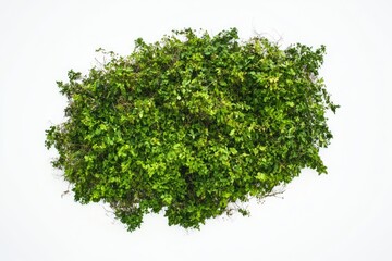 Fototapeta premium A collection of green plants placed on a white surface, great for interior design or nature inspired themes