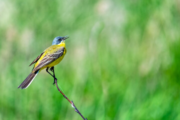 Western yellow wagtail, Motacilla flava. Songbird