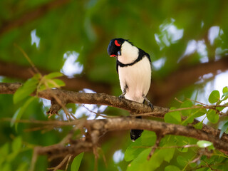 Bold Black-Throated Wattle-Eye in Kruger National Park’s Foliage