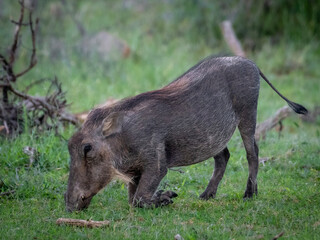 Hardy Warthog Grazing in Kruger National Park’s Savanna