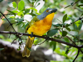 Elusive Spookvoël in Kruger National Park’s Verdant Forest
