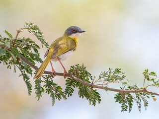 Delicate Apalis in Kruger National Park’s Lush Canopy