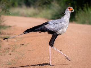 Proud Secretary Bird in Kruger National Park’s Rugged Terrain