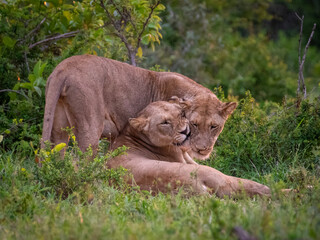 Proud Lions Surveying Kruger National Park’s Terrain