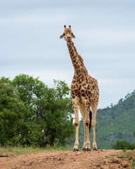 Graceful Giraffe in Kruger National Park’s Vast Plains