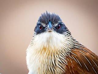 Majestic Coucal in Kruger National Park’s Wilderness