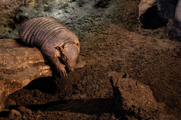 Armadillo