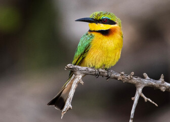 Bee-Eater Perched in Kruger National Park
