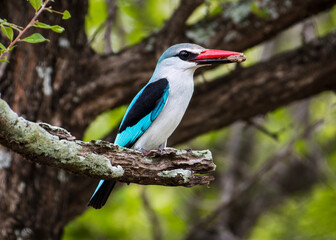 Woodland Kingfisher Perched in Kruger National Park
