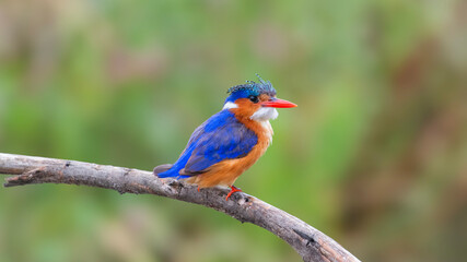 Blue and Orange Kingfisher on Branch