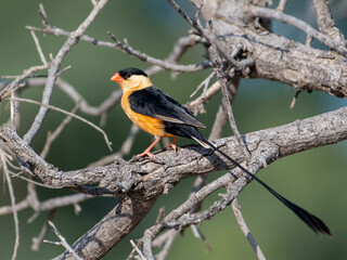 Yellow and Black Bird on Branch