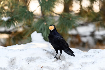 Crow in a winter park. Birdwatching in the city.