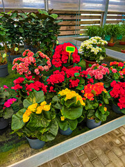 Display of Vibrant Begonias in Full Bloom, Colorful Addition to Garden Landscape