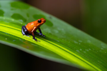The strawberry poison frog, strawberry poison-dart frog or blue jeans poison frog, Oophaga pumilio, formerly Dendrobates pumilio sitting on a green leaf in a tropical rainforest.