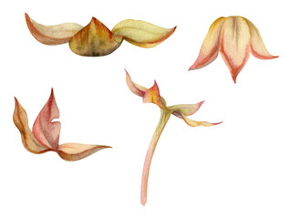 Fototapeta premium Cloudberry raspberry fruit receptacle seed pod torus cluster petals leaves on stem, hand drawn in watercolor, forest dewberry boysenberry mulberry loganberry. Botanical isolated element illustration