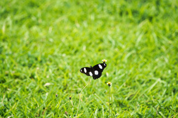 Butterfly on a Flower in a Vibrant Green Meadow Capture