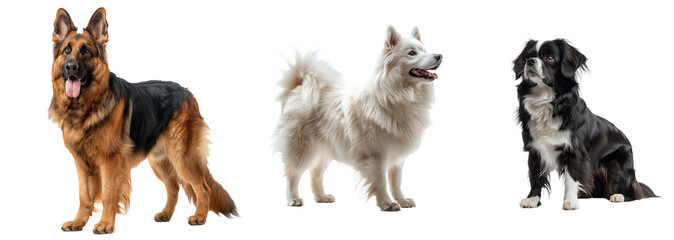 Fototapeta premium Dog full size collection isolated on transparent background. PNG. Generated AI