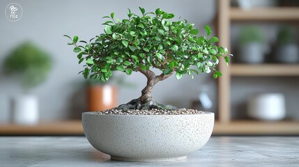Lush green bonsai tree in a speckled ceramic bowl on a table.
