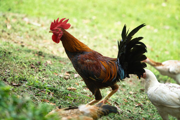 Colorful Rooster Standing on Grass Surrounded by Hens in a Farm Setting