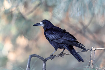 Crow in a winter park. Birdwatching in the city.