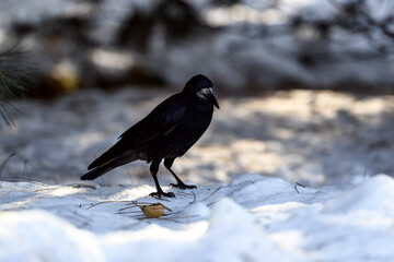 Crow in a winter park. Birdwatching in the city.