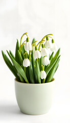 Fototapeta premium White spring snowdrops in a cup on a white background, dinamic scene
