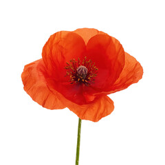 Obraz premium Vibrant red poppy flower isolated on a white background.