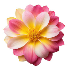 Vibrant pink and yellow lotus flower in full bloom.