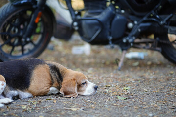 A cute beagle dog lying in front of a bicycle.