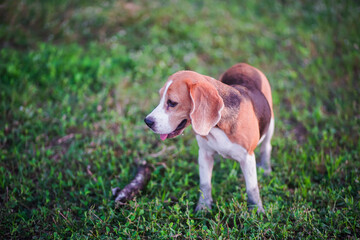 A cute  beagle dog stands on the green grass field