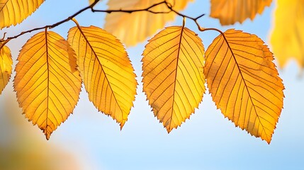 Fototapeta premium Golden Autumn Leaves on Branch Against Blue Sky