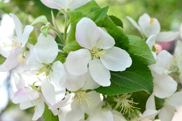a close up of Apple Blossom in Spring