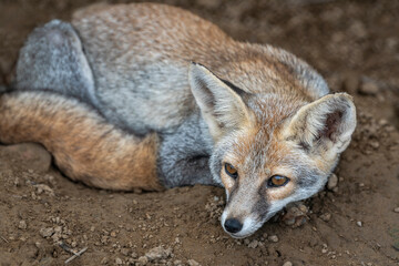 white footed fox or desert fox or vulpes vulpes pusilla fine art closeup or portrait in close proximity in natural background in outdoor jungle safari ranthambore national park forest rajasthan india