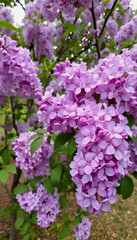 Fototapeta premium Lilac blossoms in the park in spring, photo, with white tones