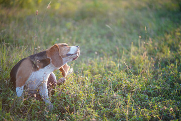 A cute beagle is scratching itself in an evening grass field.